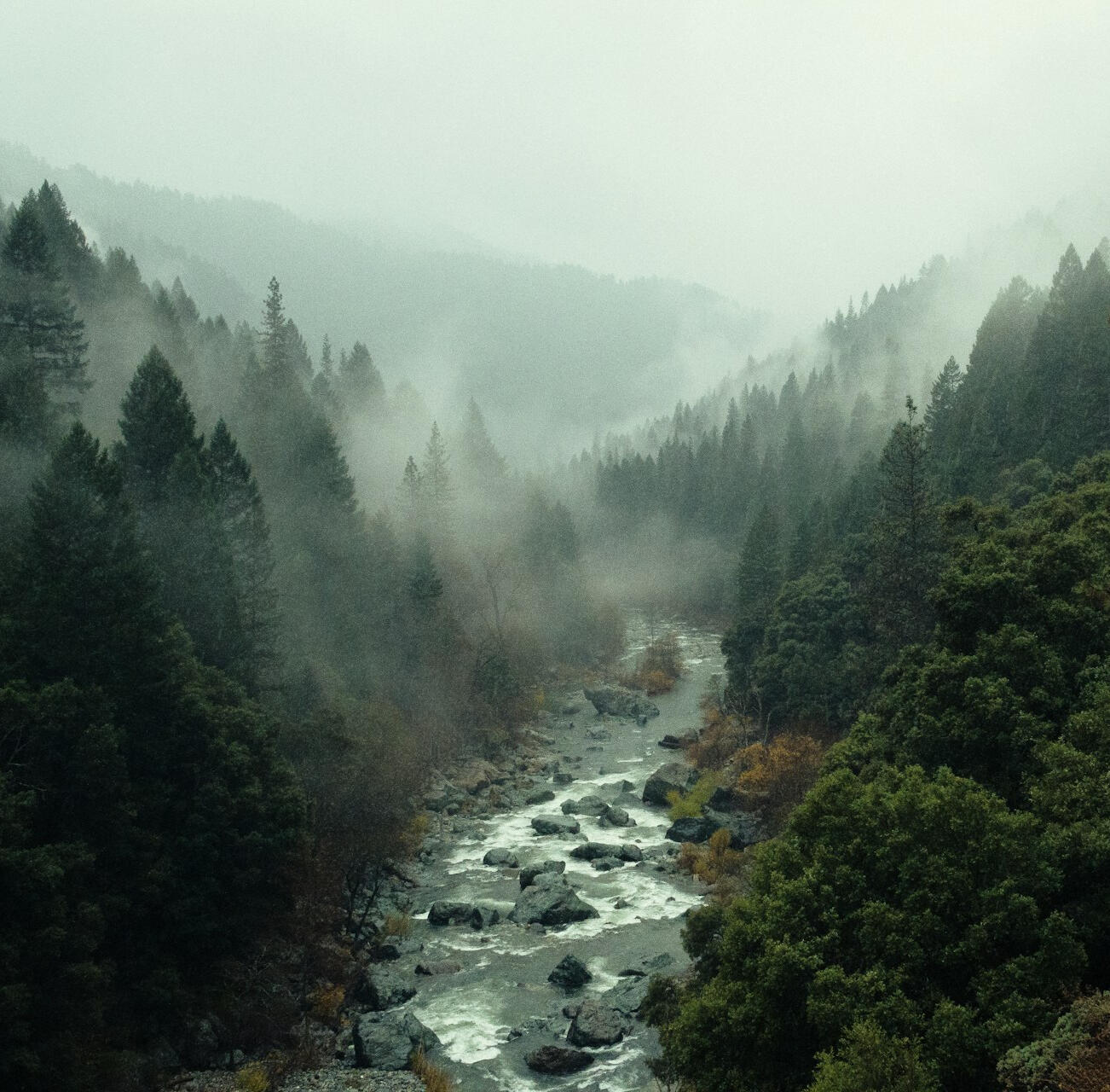 Photo of foggy forest with river by Pine Watt on Unsplash